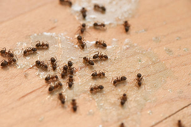 Best Commercial Pest Control Services  in Lake St Louis, MO